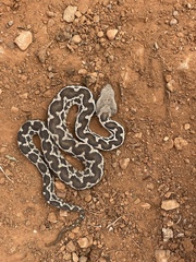 Moorish Viper photo 3