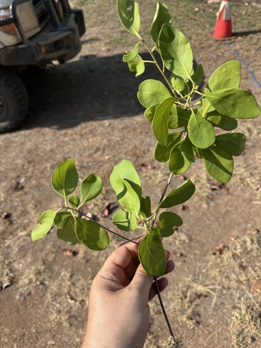 Terminalia volucris observed 2024-10-27