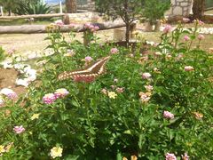 Heraclides ornythion