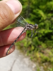 Phanogomphus spicatus