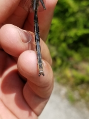 Phanogomphus spicatus