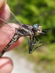 Phanogomphus spicatus