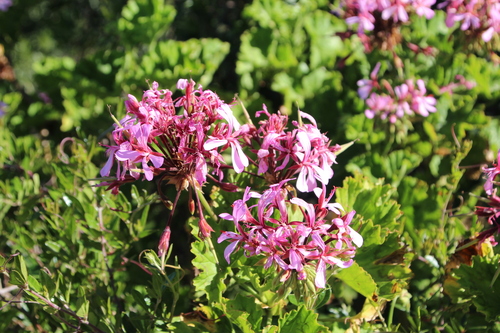 Image of Pelargonium zonale by no rights reserved