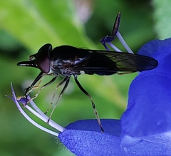 Rhingia longirostris