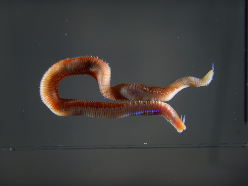 Marphysa sanguinea observed 2020-12-31
