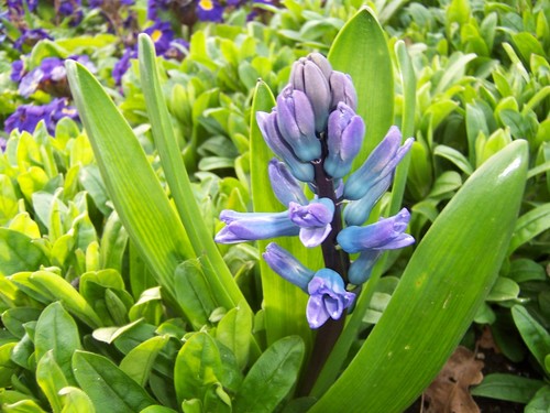 Rytinis hiacintas nuotrauka