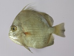 Orbfish photo 5