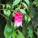 Cavendishia venosa - Photo 由 eric_wilmot 所上傳的 (c) eric_wilmot，保留部份權利CC BY-NC