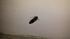 Ignelater havaniensis