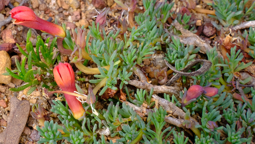 Image of Leschenaultia tubiflora by (c) Peter Crowcroft, some rights reserved (CC BY)