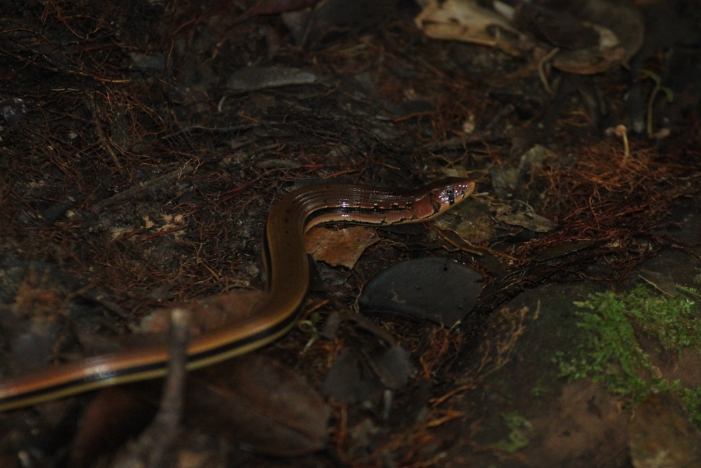 Buettikofer's Glass Lizard