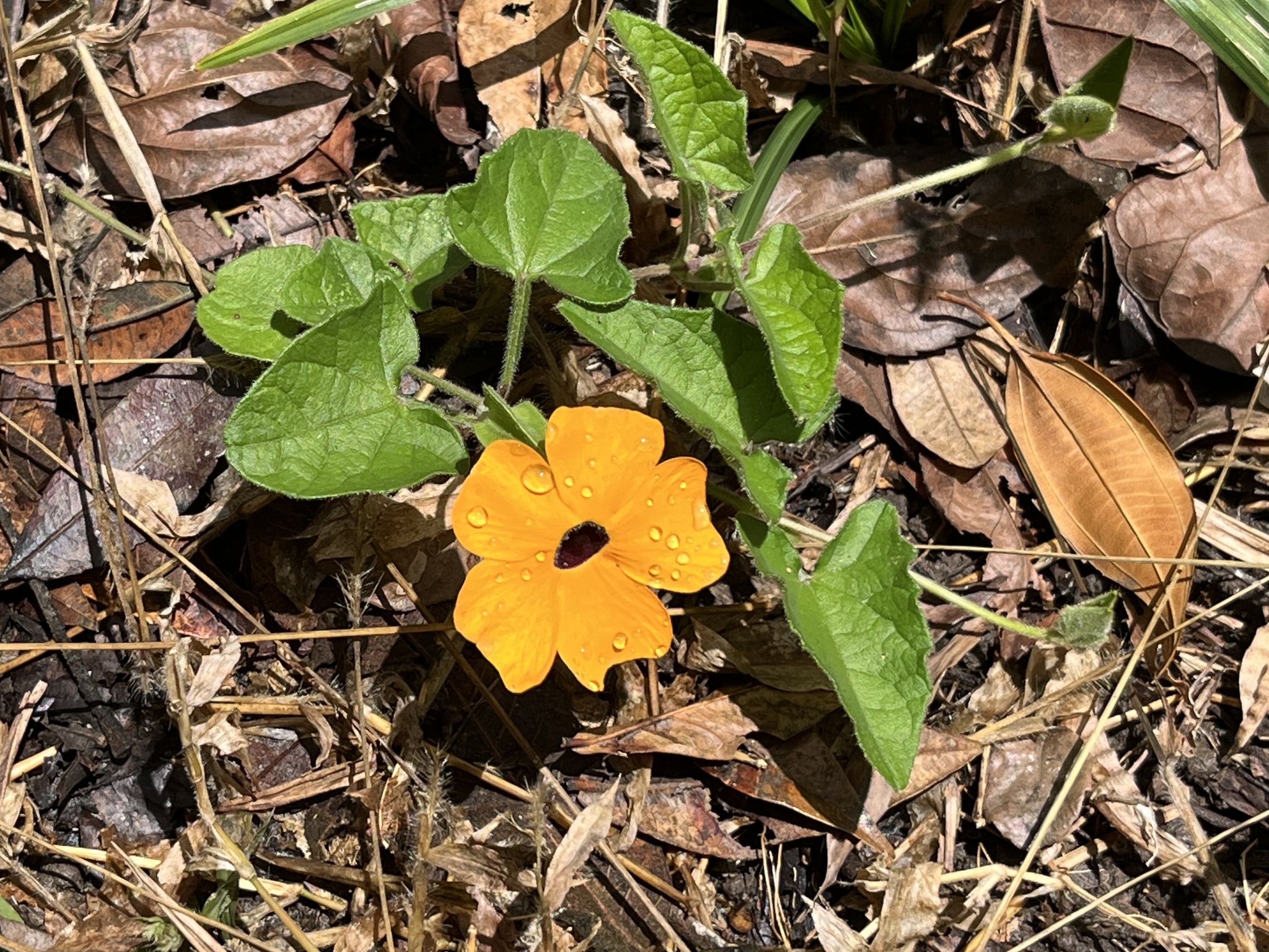 Thunbergia alata