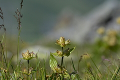 Gentiana punctata