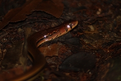 Buettikofer's Glass Lizard photo 3