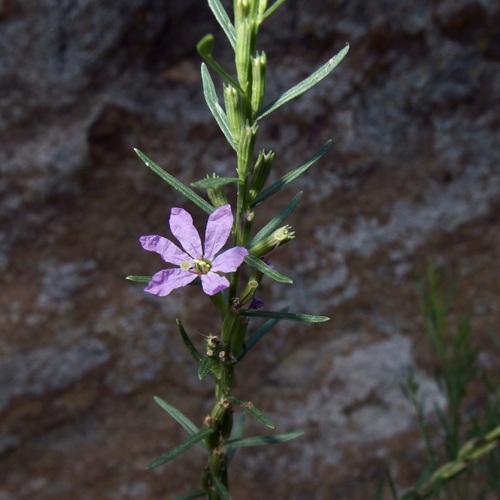 Image of Lythrum californicum by (c) Sue Carnahan, some rights reserved (CC BY)