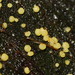Trichoderma gelatinosum - Photo (c) Reiner Richter, some rights reserved (CC BY-NC-SA), uploaded by Reiner Richter