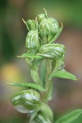 Pterostylis vittata