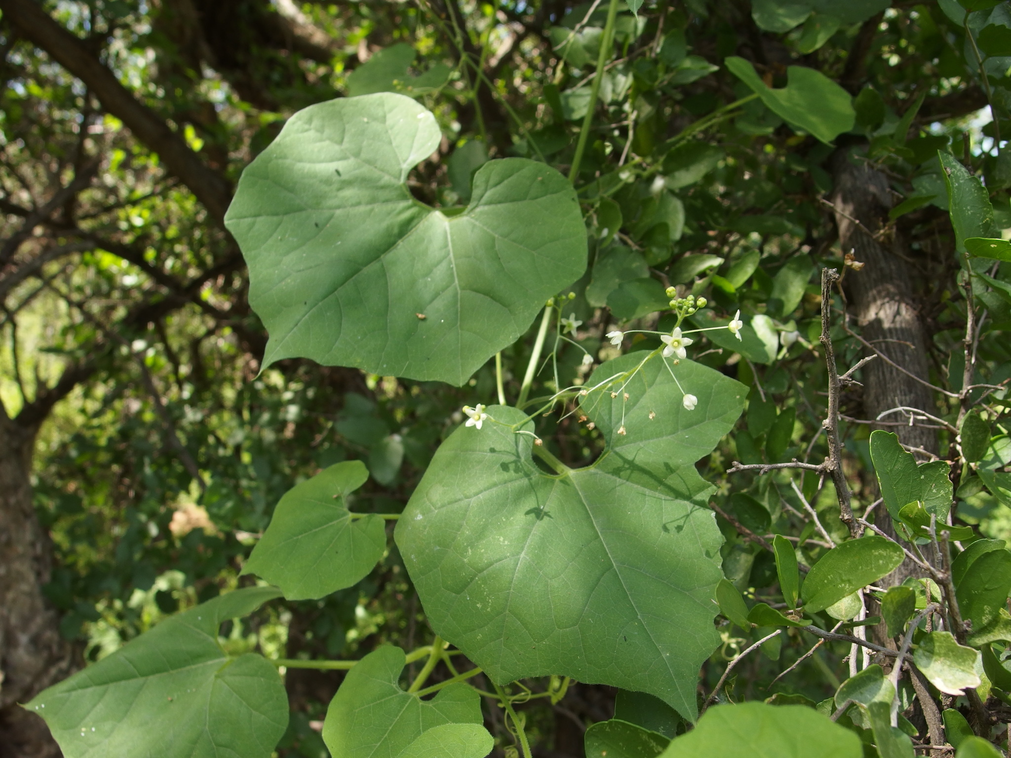 Echinopepon wrightii