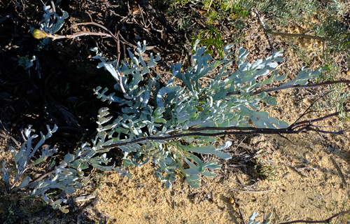 Image of Grevillea eryngioides by (c) Peter Crowcroft, some rights reserved (CC BY)