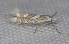 Lithocolletinae