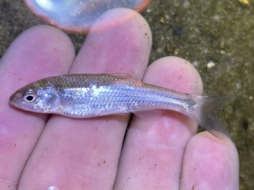 Silverband shiner (Notropis shumardi) — Cyprinidae — 2