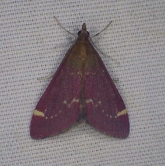 Pyrausta grotei