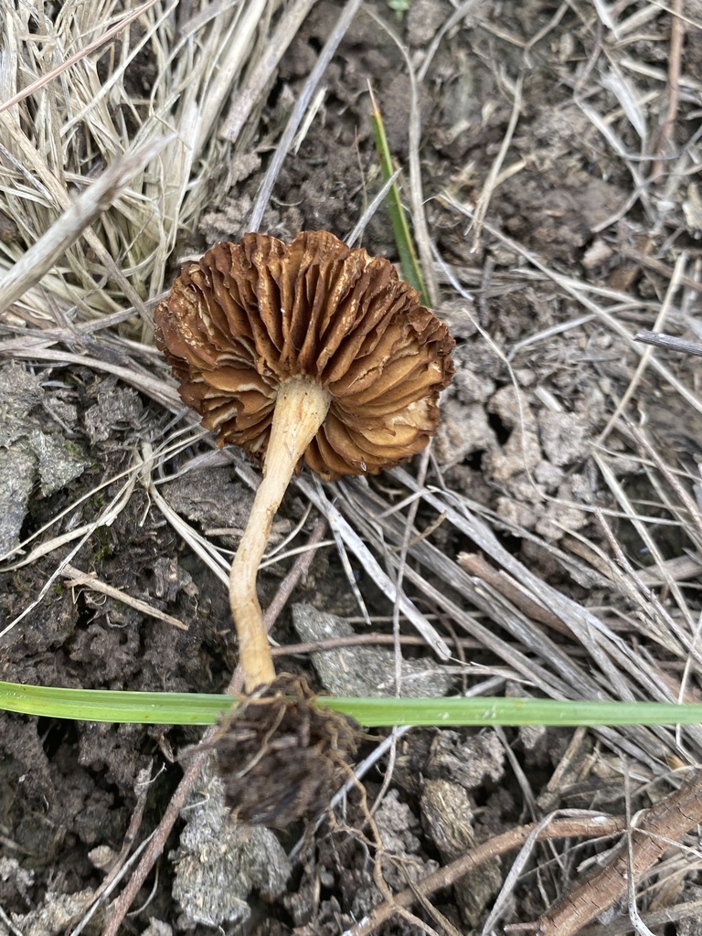 Agrocybe pediades · October 2024 · photo: © tutitah (iNaturalist, cc0)