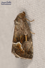 Deltote bellicula
