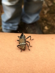 Cholus niveodecoratus