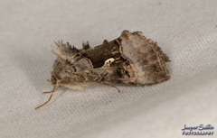 Syngrapha microgamma