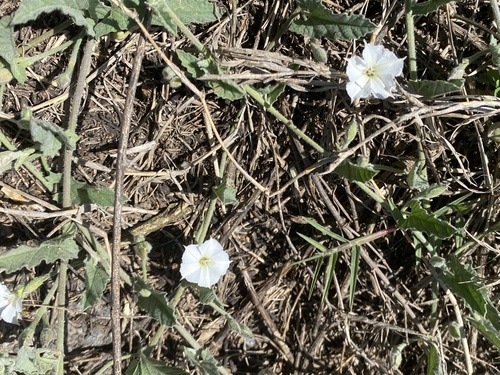 Image of Convolvulus hermanniae by no rights reserved