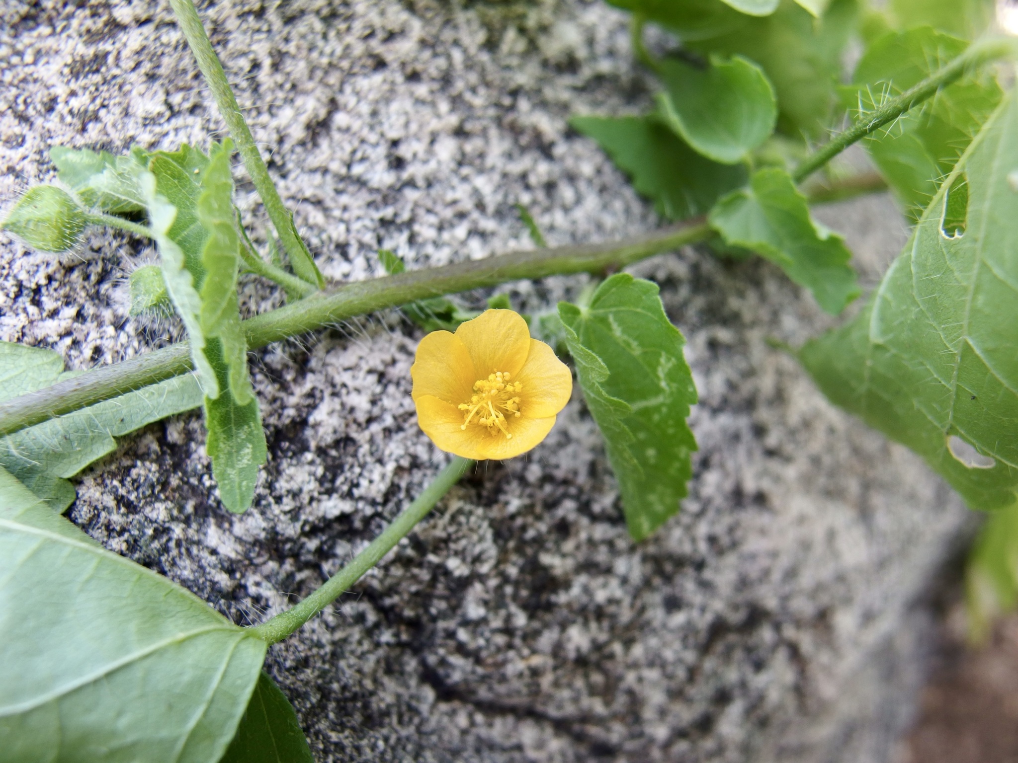 Pseudabutilon thurberi