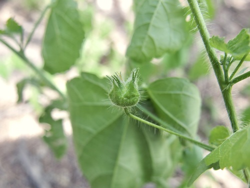 Image of Pseudabutilon thurberi by (c) Sue Carnahan, some rights reserved (CC BY)