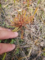 Drosera linearis