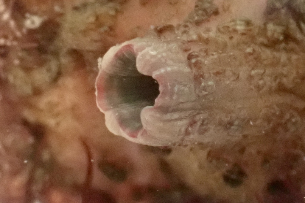 Pyura tasmanensis