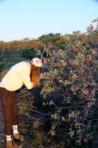 Image of Grevillea insignis by (c) Peter Crowcroft, some rights reserved (CC BY)