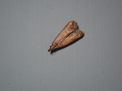 Dichomeris heriguronis