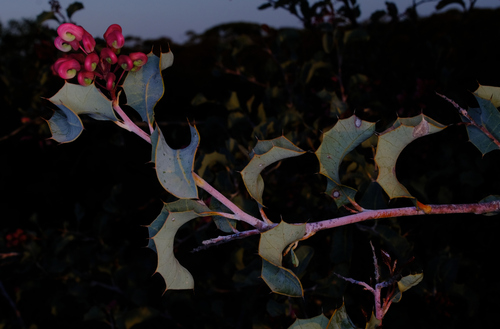Image of Grevillea insignis by (c) Peter Crowcroft, some rights reserved (CC BY)