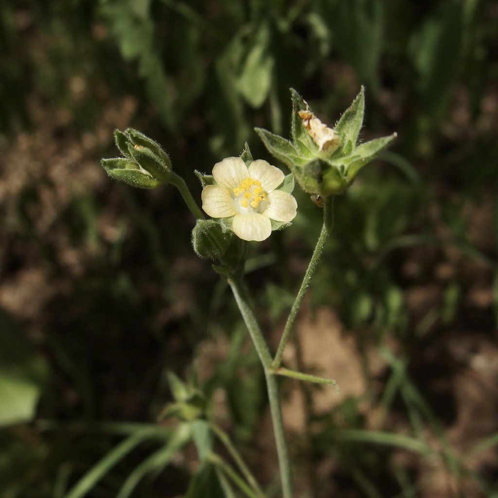 Thicket anoda (Anoda crenatiflora)