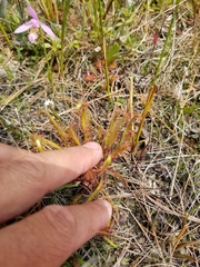 Drosera linearis