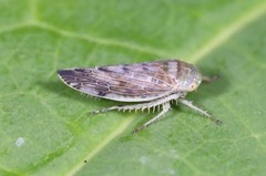 Acinopterus acuminatus