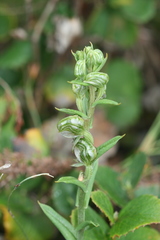 Pterostylis vittata