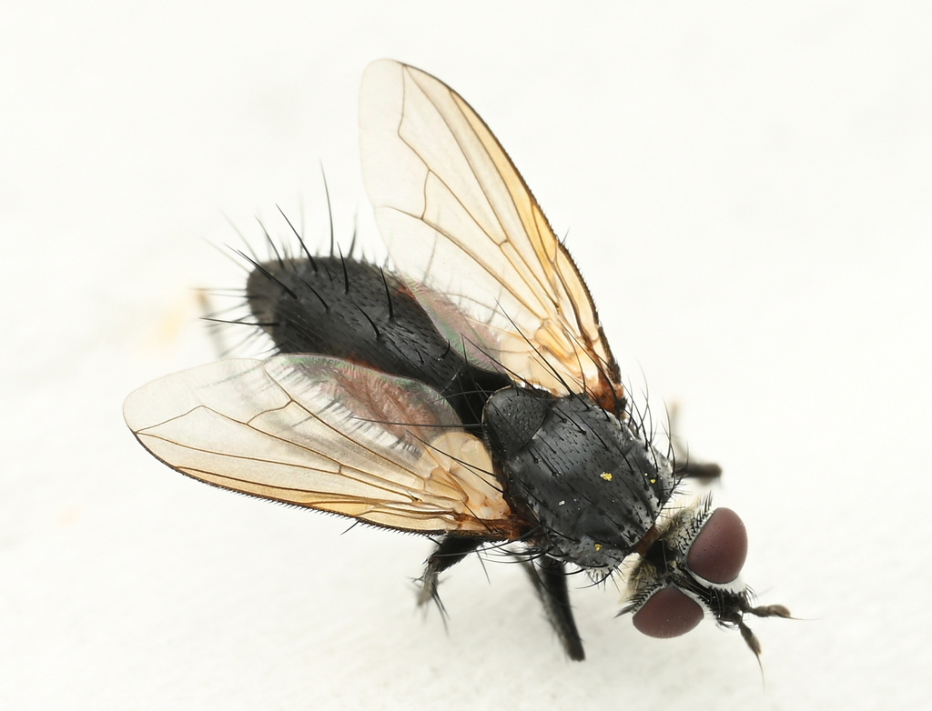 Eriothrix nitidus