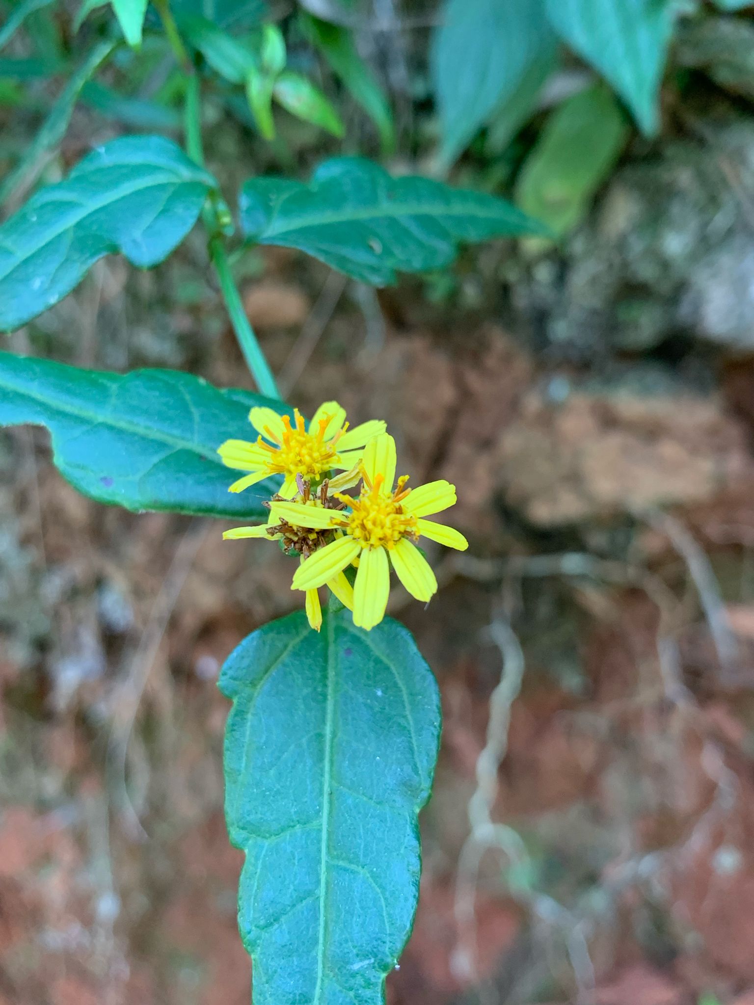 Imagem de Arnica