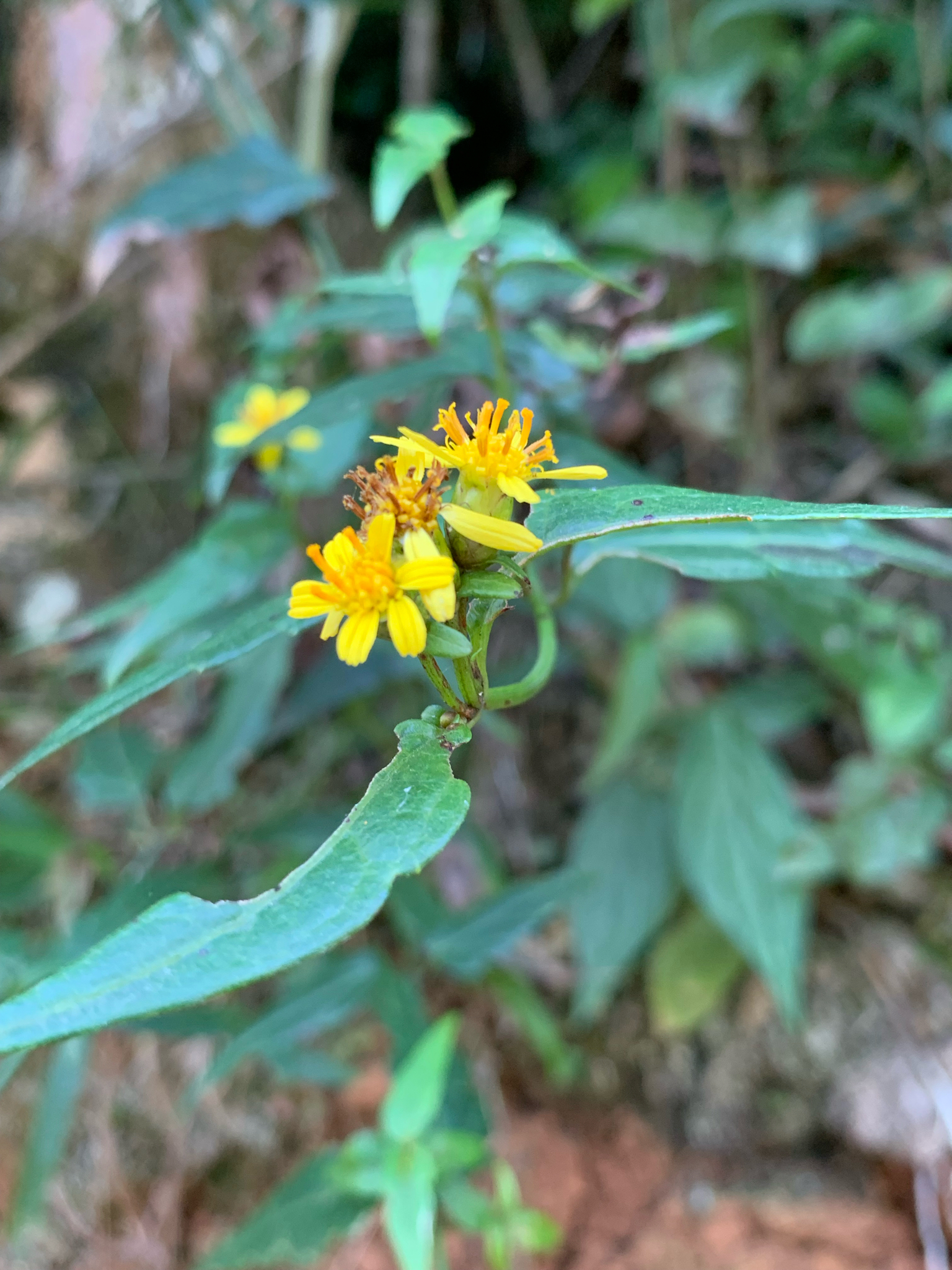Imagem de Arnica
