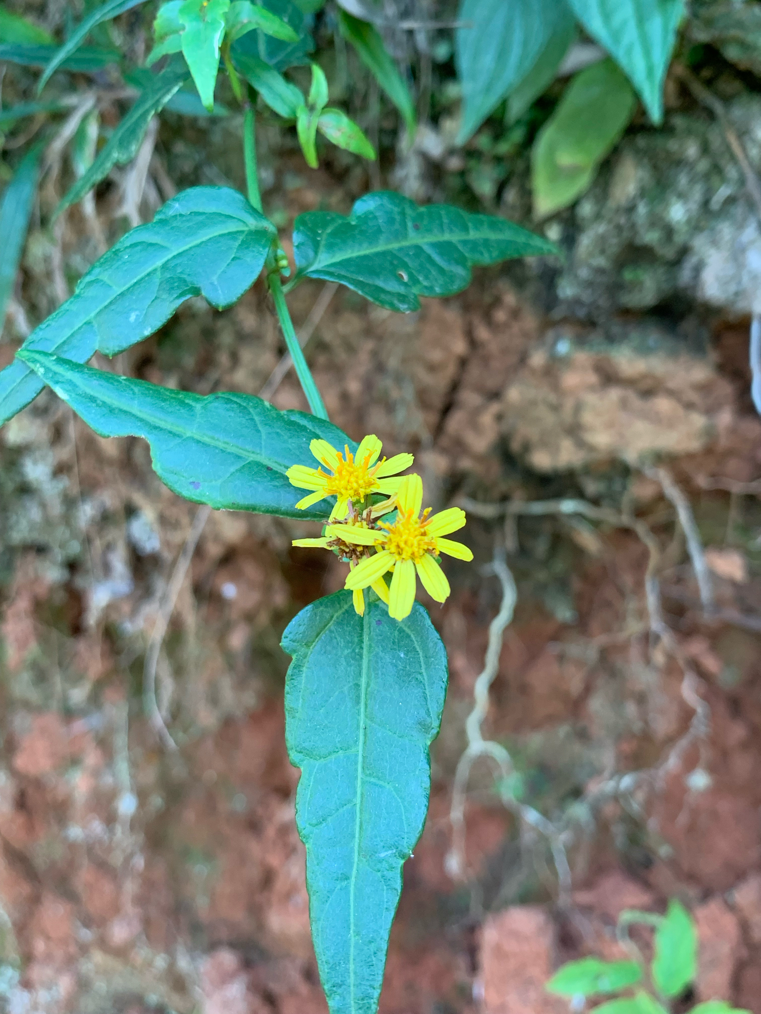 Imagem de Arnica