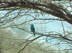 Coracias abyssinicus