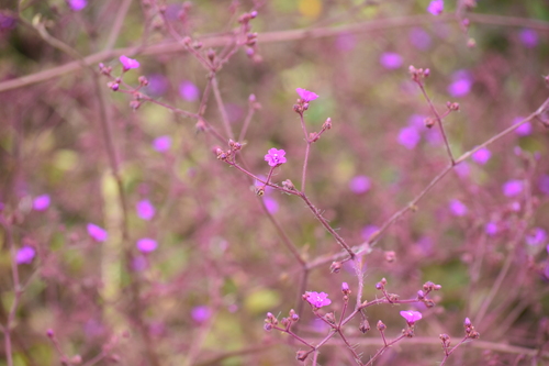 Boerhavia anisophylla