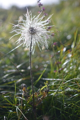 Pulsatilla