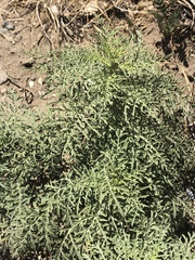 Ambrosia confertiflora